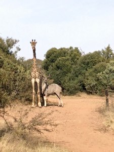 camila the giraffe and charles the kudu